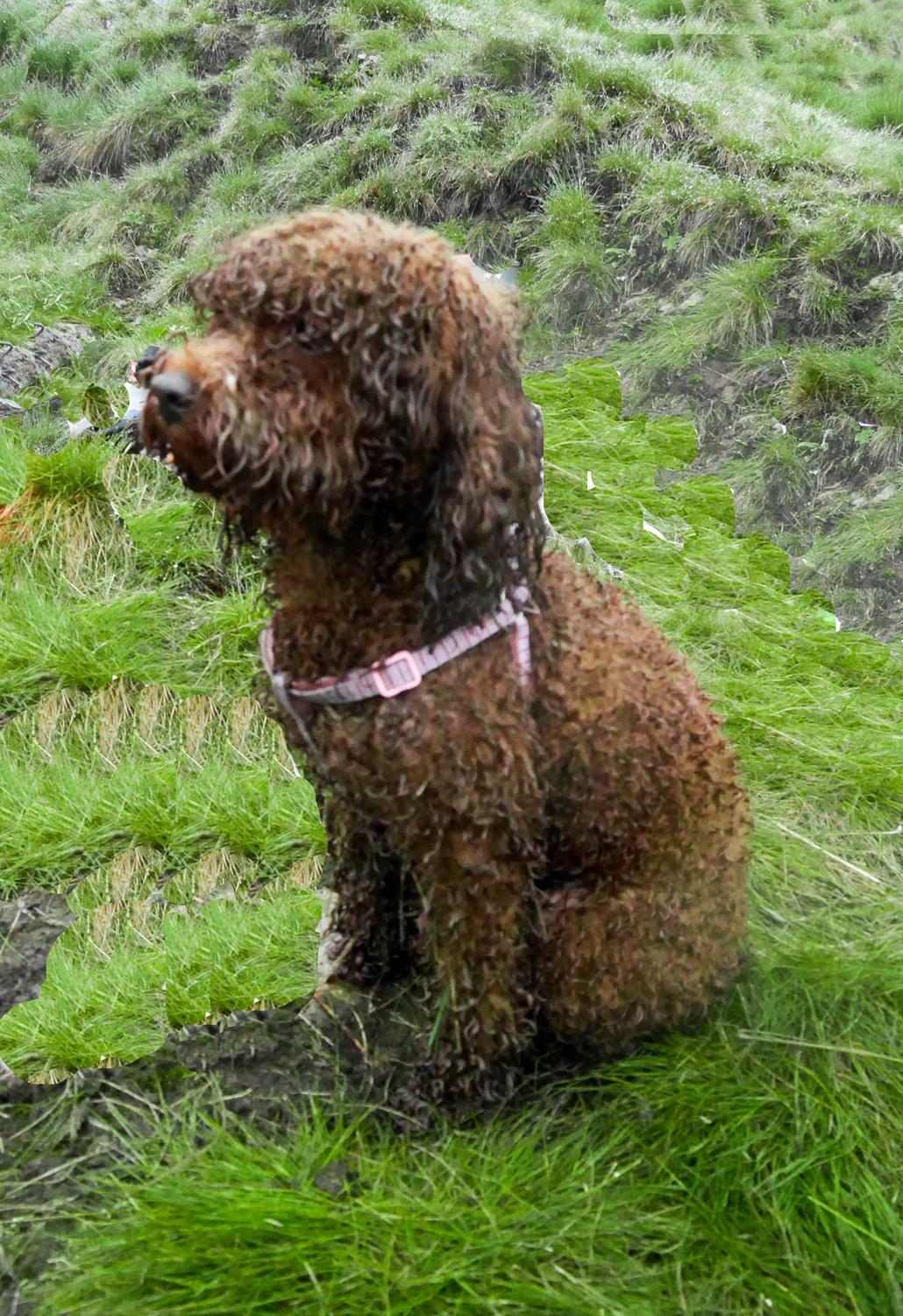 吉利远景论坛到底适不适合新手小白混？