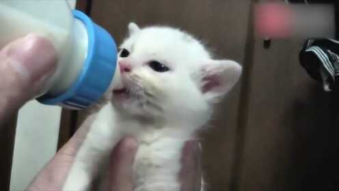 刚捡到小奶猫该喂什么？牛奶真的会害死猫吗？