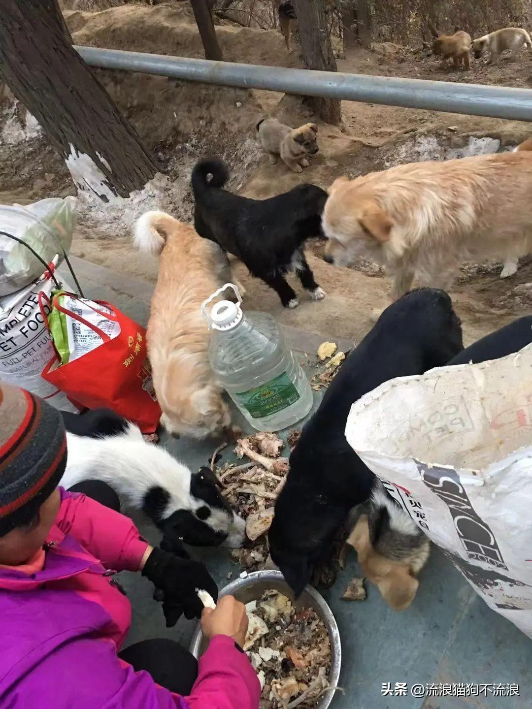 猫咪宁可饿死也不吃猫粮怎么办？