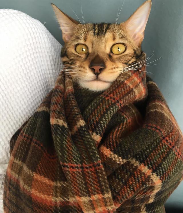 猫咪为什么总在打呼噜？这正常吗？