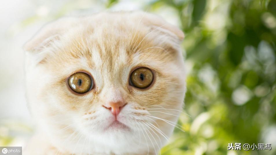 读书沙龙丨丁飞老师带你“解梦”