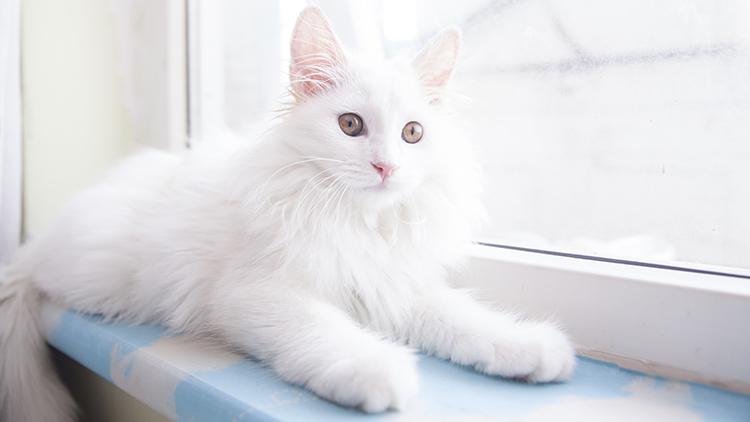 猫咪官方社区怎么玩才能不踩坑? 猫咪官方社区怎么玩才能不踩坑?