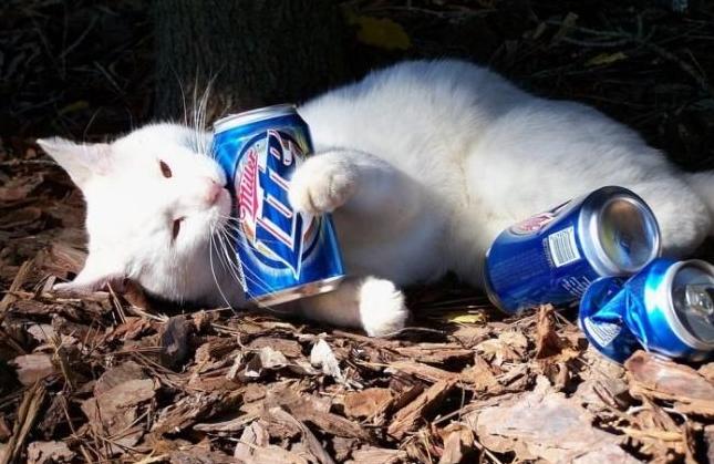 猫咪尿血乱撒尿竟是得了这种病? 猫咪尿血乱撒尿竟是得了这种病?