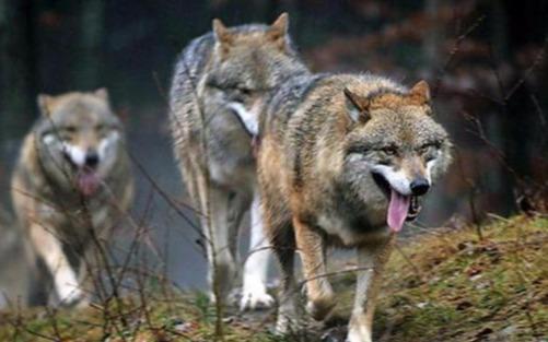 梦见狼代表你被现实问题盯上了吗? 梦见狼代表你被现实问题盯上了吗?