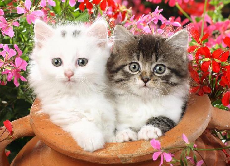 养猫新手必看!驱虫药选错真的会害死猫吗? 养猫新手必看!驱虫药选错真的会害死猫吗?