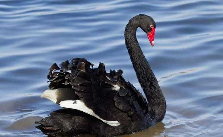 什么是黑天鹅事件通俗解释？一看就懂还包含实例让你理解更透彻