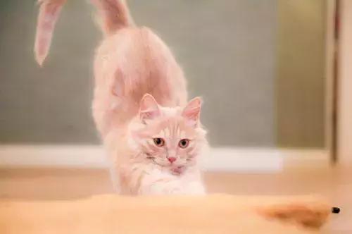 猫咪为什么总在地上滚来滚去？