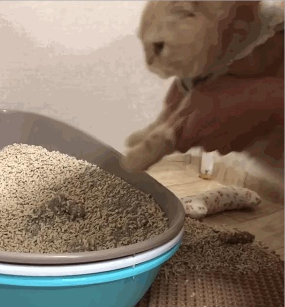 为什么别人的猫都黏人,我家的主子总躲着我? 为什么别人的猫都黏人,我家的主子总躲着我?