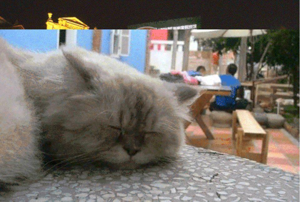 猫咪肚子里有 面条虫 ？这些照片能救你家主子！