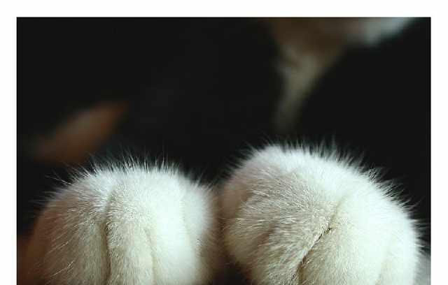 猫咪爪子凉凉的是不是生病了？