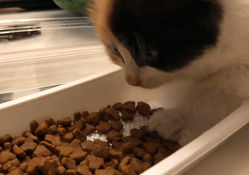 猫咪拉稀该喂什么药？新手必看紧急处理指南