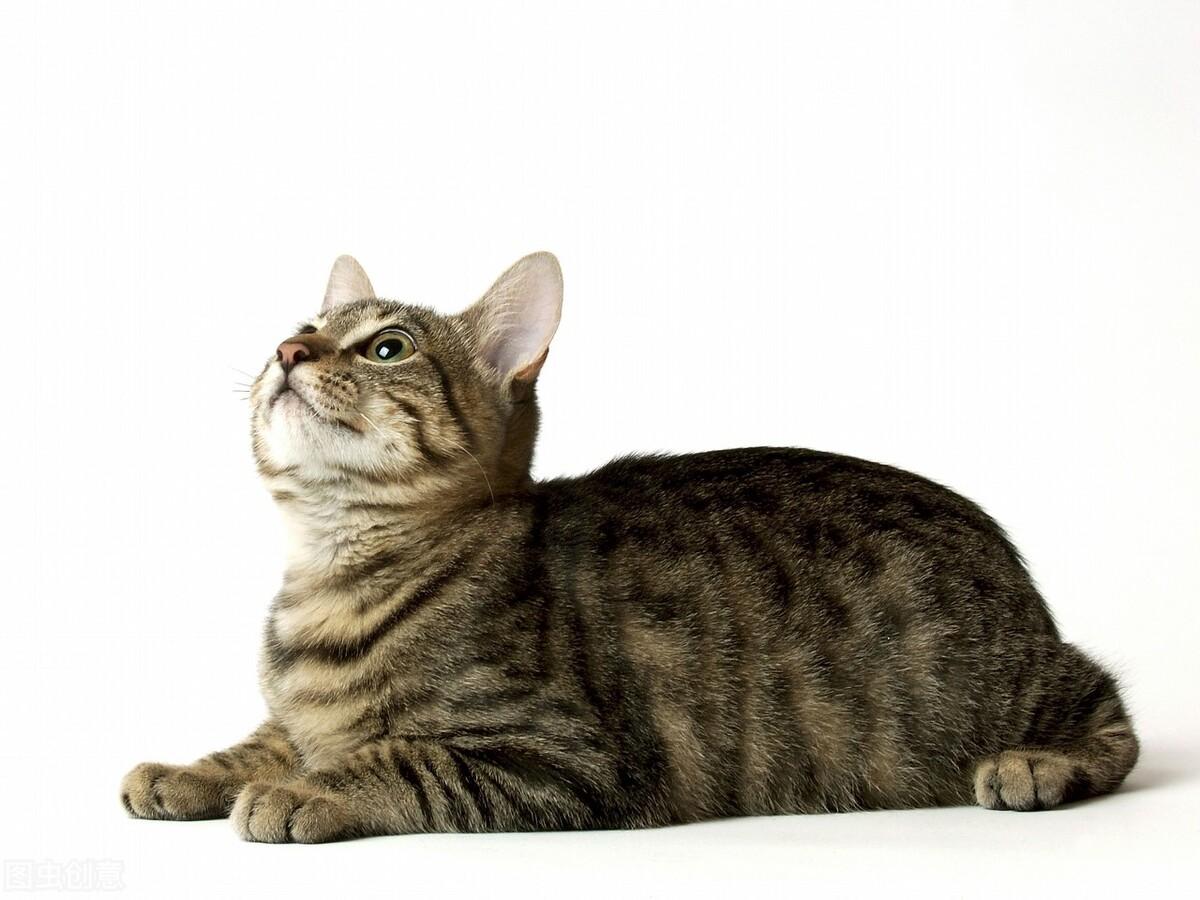 猫咪1岁等于人类几岁？答案跟你想的完全不一样！