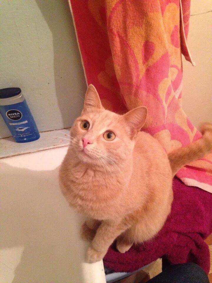 给猫咪取名到底有多难？300个名字库帮你告别选择困难症