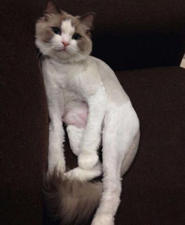 给猫取名真的会影响主子性格吗? 给猫取名真的会影响主子性格吗?