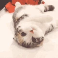 为什么你家猫主子总爱黏着你？