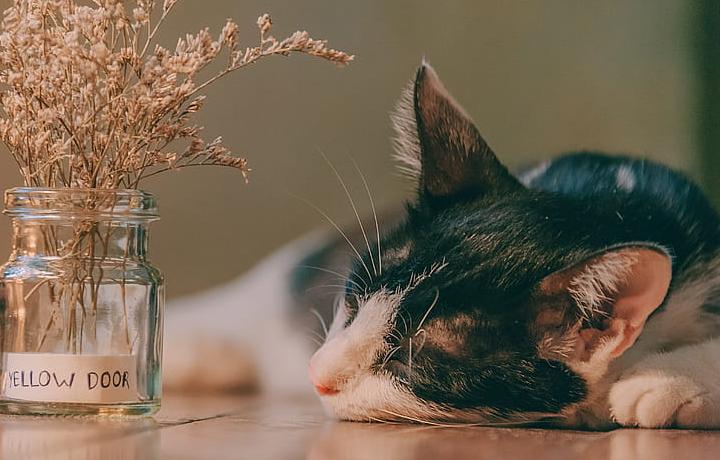 丰田Corolla EX经典车型深度剖析,家用轿车标杆如何炼成,现款卡罗拉对比评测 丰田Corolla EX经典车型深度剖析,家用轿车标杆如何炼成,现款卡罗拉对比评测