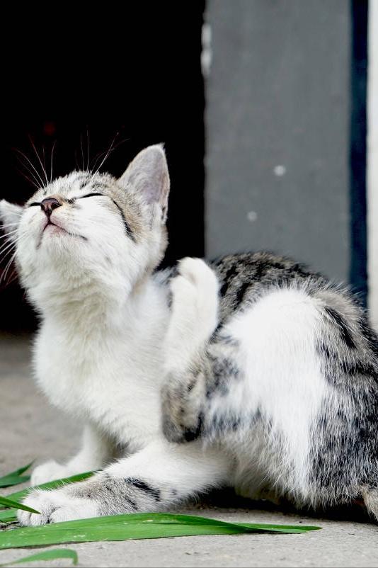 猫咪多久需要驱虫一次才安全? 猫咪多久需要驱虫一次才安全?