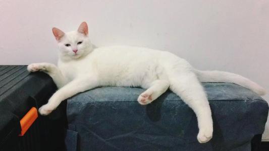 2025年梦见洗衣服预示事业转折？双子座需警惕3大危机