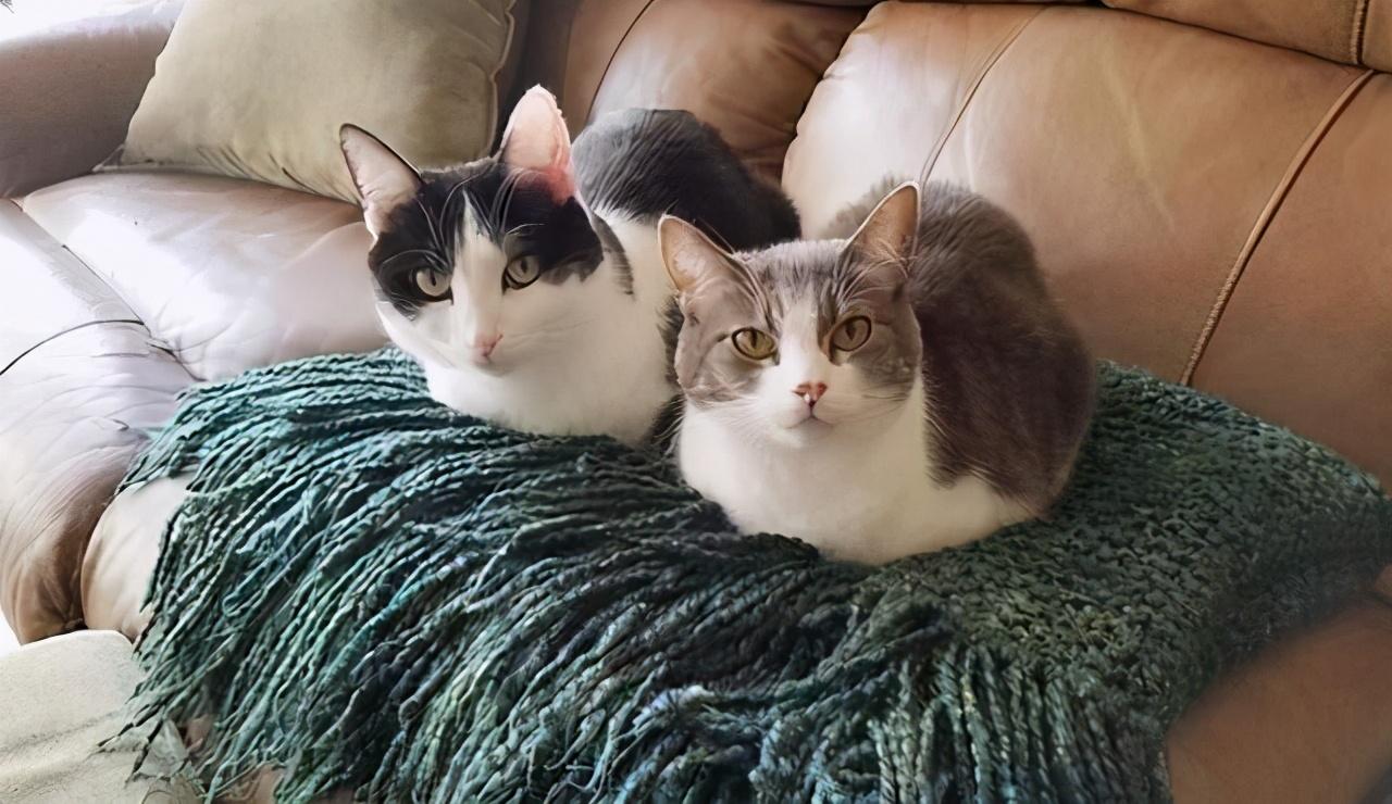 猫咪体温飙到40.5度会烧坏脑子吗？