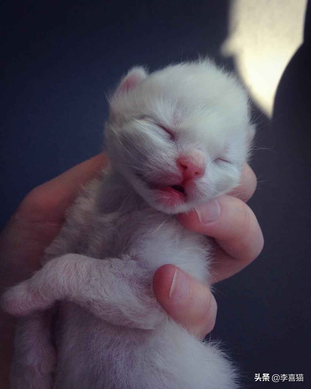 小奶猫到底多大才能断奶? 小奶猫到底多大才能断奶?