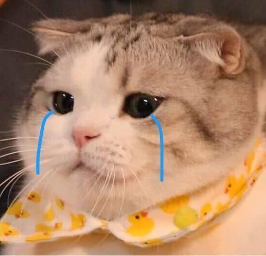 猫咪配种到底需要熬多少个通宵？