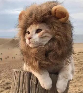 在广州想养猫只能花钱买吗？