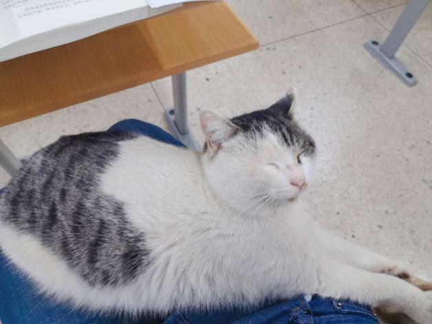 这些猫咪为什么被称为 最丑萌 代表？