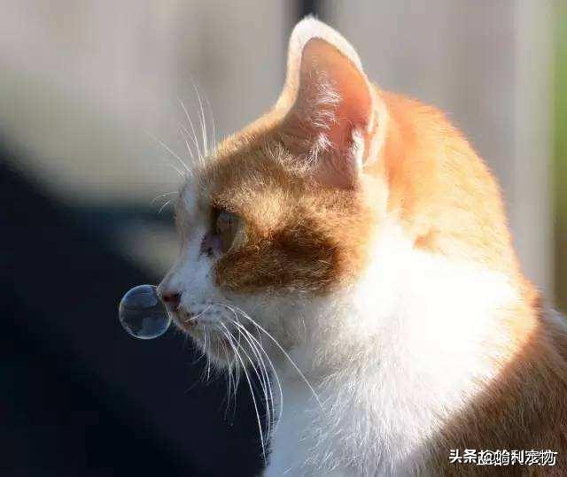 猫咪打喷嚏流口水就是感冒？小心杯状病毒在作祟！
