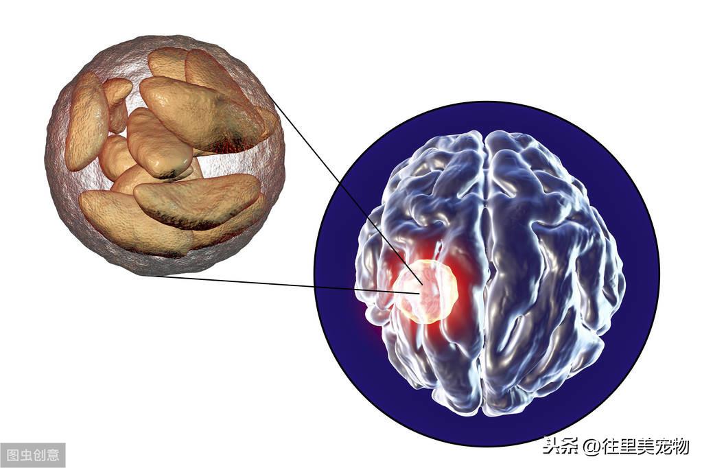 猫咪打完疫苗还要做抗体检测吗？