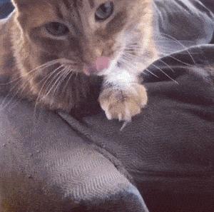 猫咪心跳快得像小马达?这正常吗? 猫咪心跳快得像小马达?这正常吗?