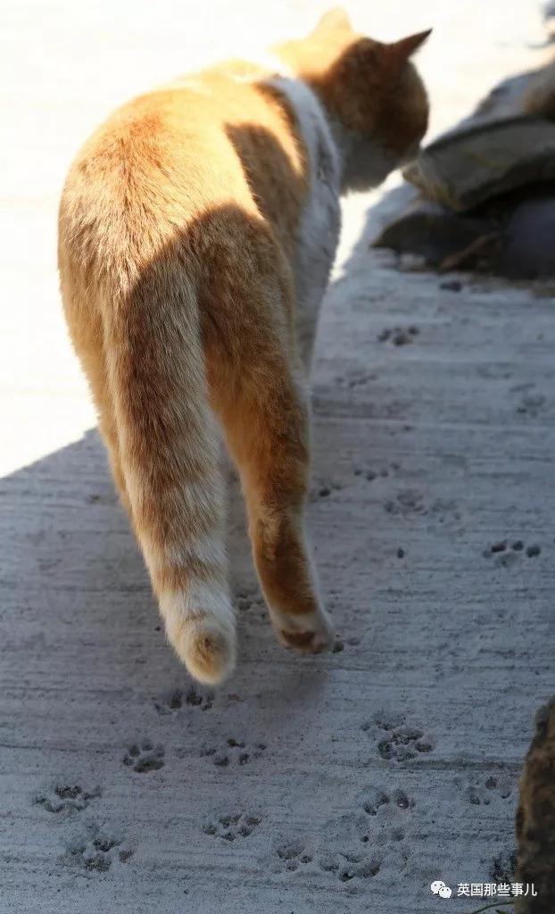 给猫咪割蛋会不会影响它的猫生？