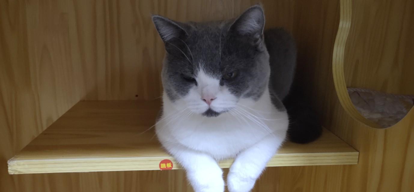 猫咪呕吐到底是吃错东西还是生病了？