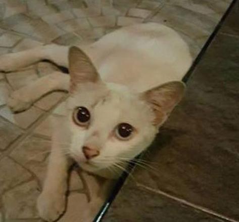 为啥你家猫主子总对你爱搭不理？