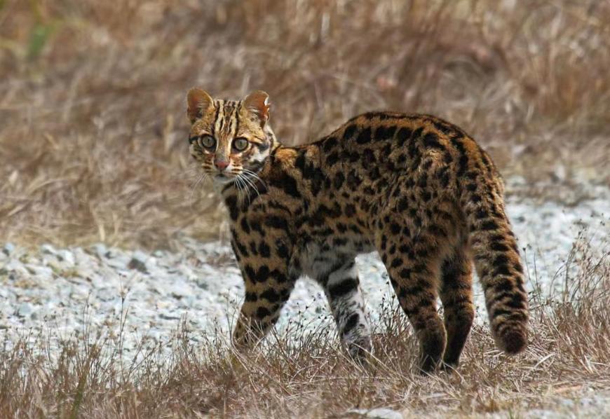 第一次养猫选哪个品种不踩雷？