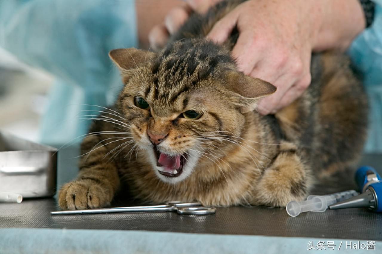 你家猫咪最近不对劲是不是生病了？