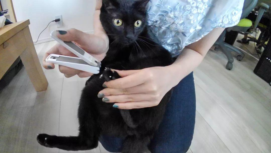 新手养猫真的像看起来那么轻松吗？