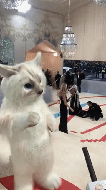 带猫咪做生化检查到底要花多少钱？