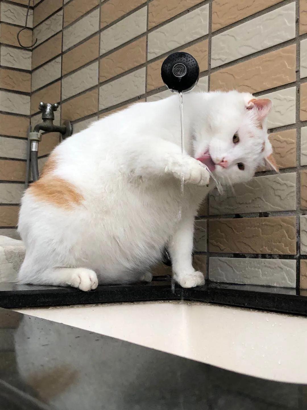 猫咪喝了牛奶真的会窜稀吗? 猫咪喝了牛奶真的会窜稀吗?