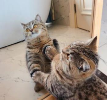 猫咪突然炸毛是为啥？这些动作暗号你都懂吗？