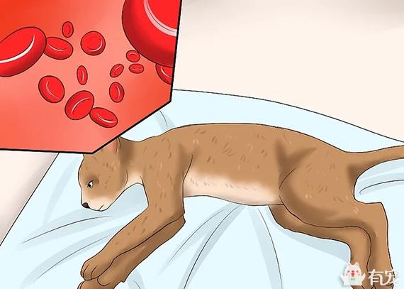 猫咪突然秃了一块是得了绝症吗？