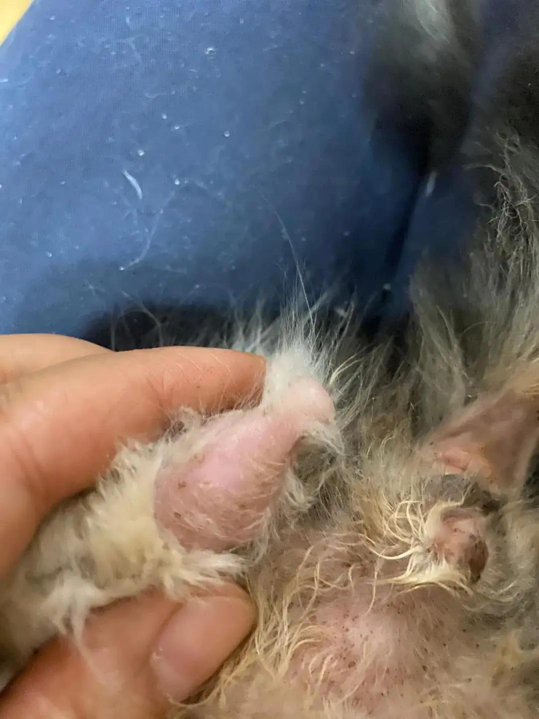 主子突然在床上撒尿?新手铲屎官怎么破防? 主子突然在床上撒尿?新手铲屎官怎么破防?