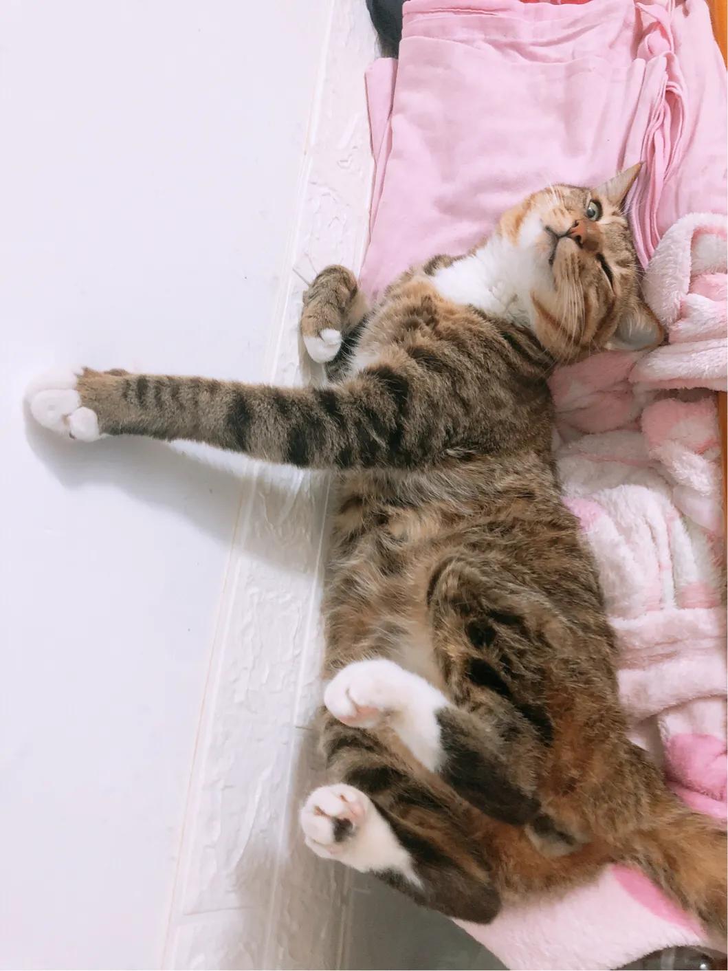 猫咪真的会走丢吗？看完这篇你就懂了！