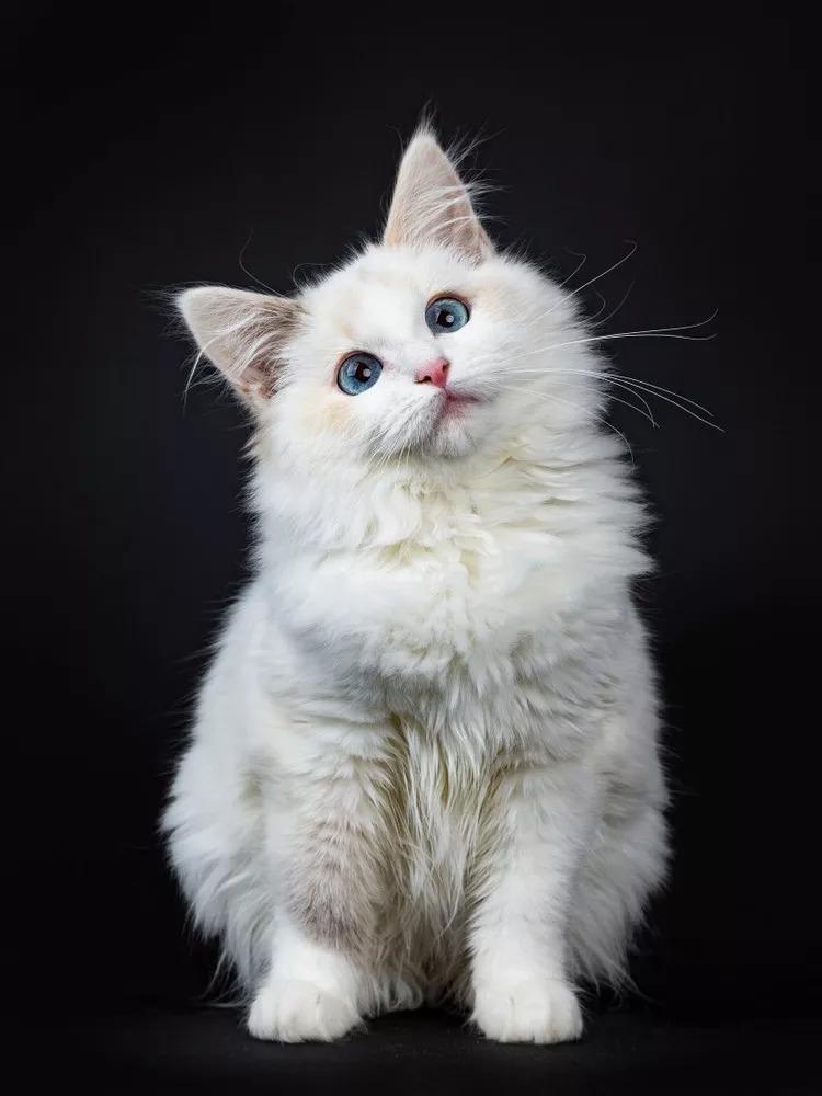 猫咪歪头真的只是卖萌吗？