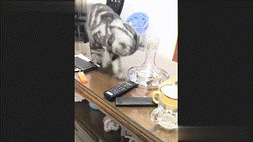 猫咪抓耳挠腮怎么办？