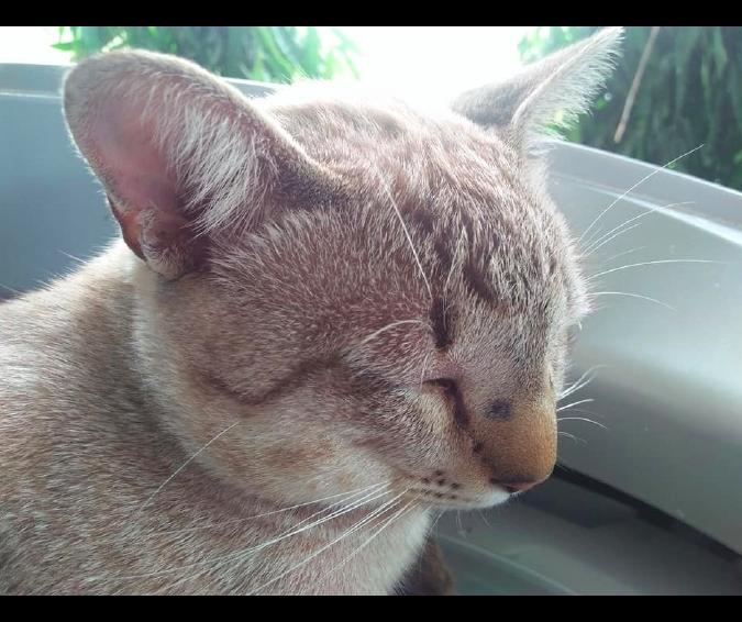 猫咪发出拖拉机声是生病了吗？