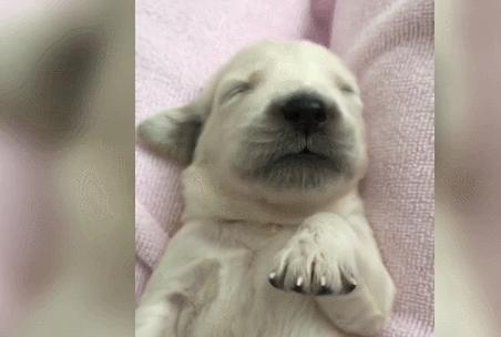 女人梦见儿子长毛预示什么？三大吉凶解析与转运指南