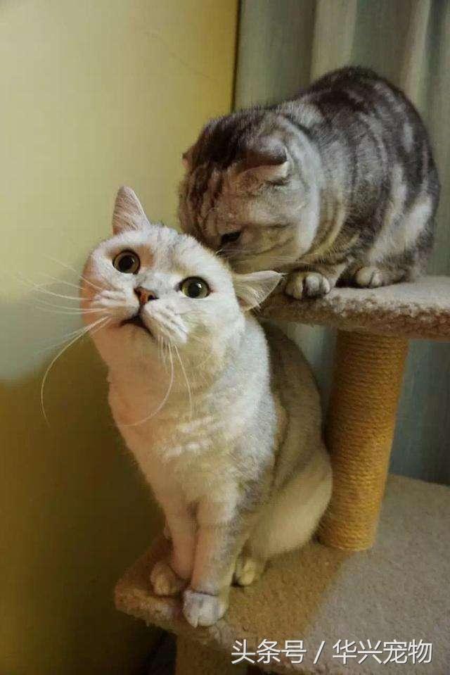 转世的猫咪真的能找到吗？