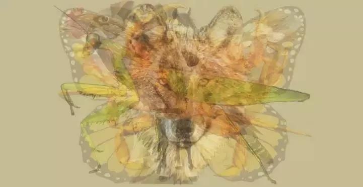 你属马吗?知道自己哪年出生才算数吗? 你属马吗?知道自己哪年出生才算数吗?