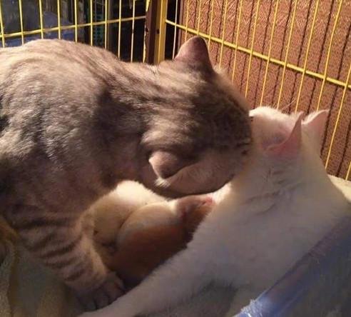 为什么我们总忍不住保存猫咪萌图? 为什么我们总忍不住保存猫咪萌图?
