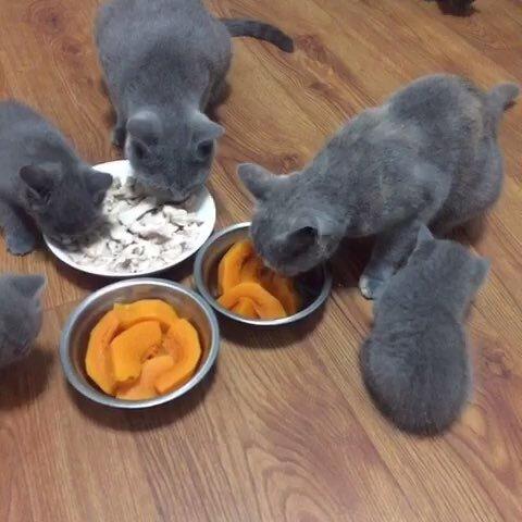 猫咪光吃猫粮会不会营养不良啊？